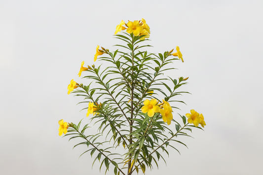 Thevetia peruviana