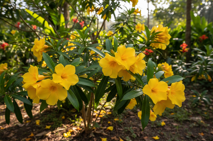 Thevetia peruviana