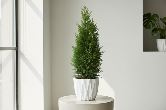 Thuja