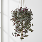 TRADESCANTIA ZEBRINA