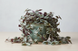 TRADESCANTIA ZEBRINA