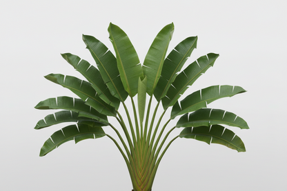 Travellers palm (Ravenala madagascariensis)