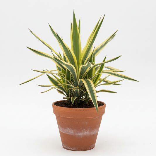 Variegated Yucca