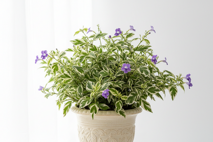 Chinese violet