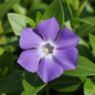 VINCA