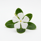 VINCA