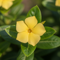 VINCA