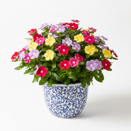 VINCA