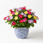 VINCA