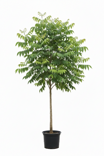 THABUBIA ROSA