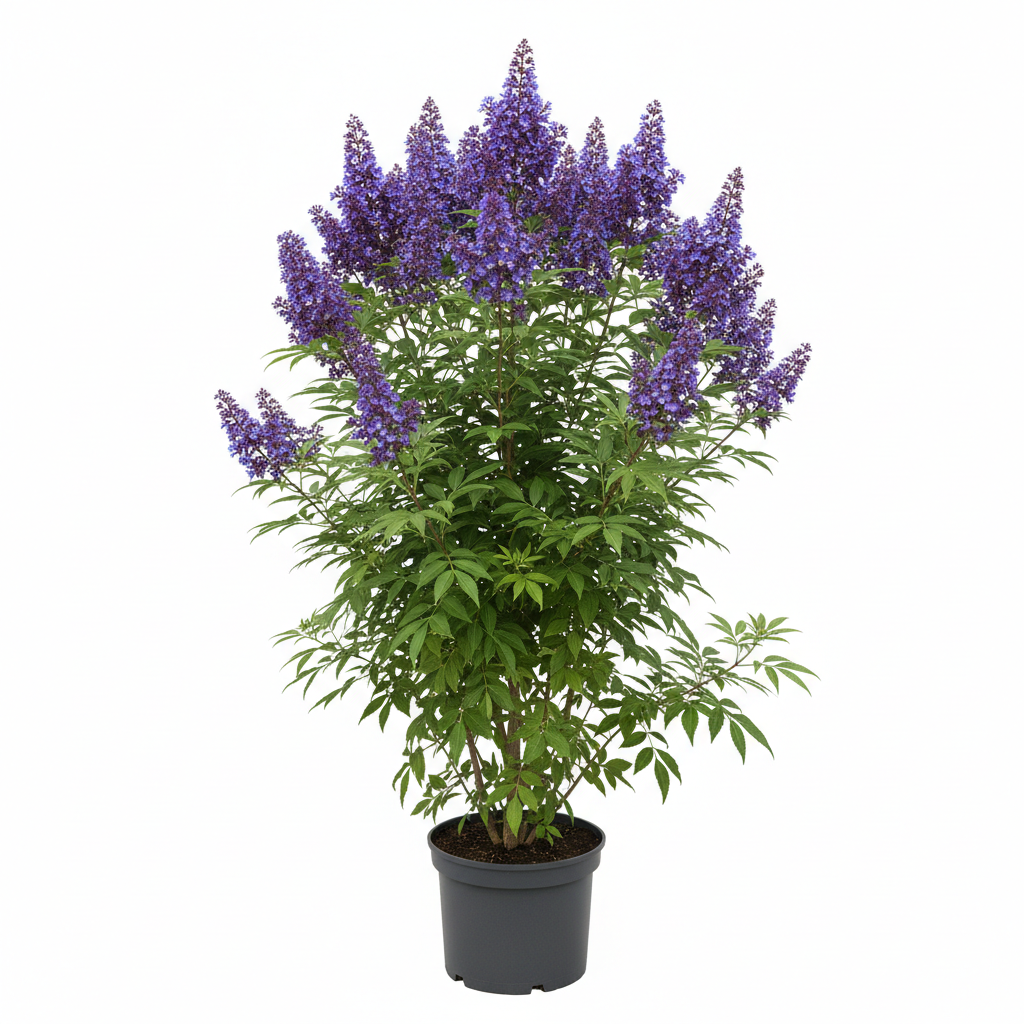 Vitex