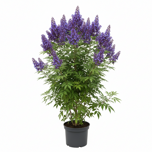 Vitex