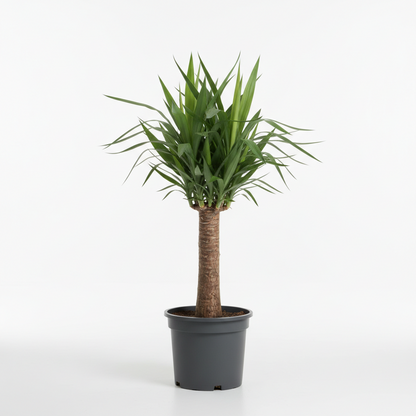YUCCA ELEPHANTIPES
