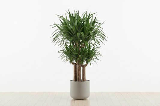 YUCCA ELEPHANTIPES
