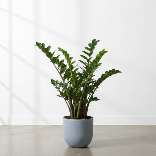 Zamioculcas Zamifolia (ZZ plant)