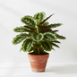 ZEBRA PLANT (Calathea Zerina)